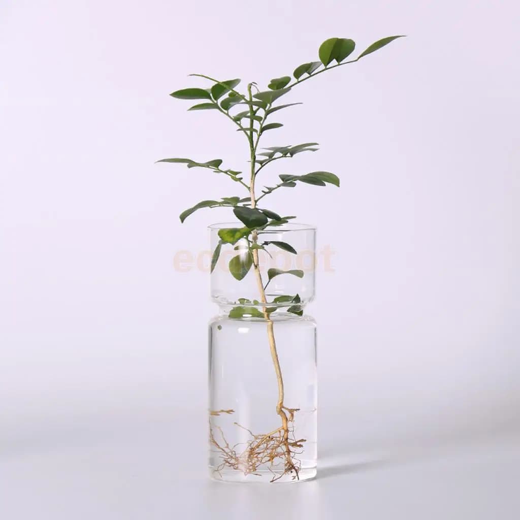 DIY Hyacinth Glass Vase Transparent Flower Planter Pot Terrarium Container for Home Garden Decor