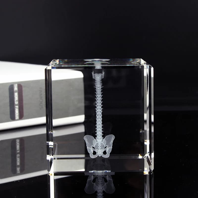 Crystal 3D Stereoscopic Laser Engraving Human Organ Anatomy Model Statue Medical Teaching Supplies Souvenir Graduation Gifts