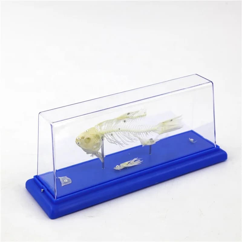 Fish Skeleton Embedded Specimen Model Biological Teaching Aid for School