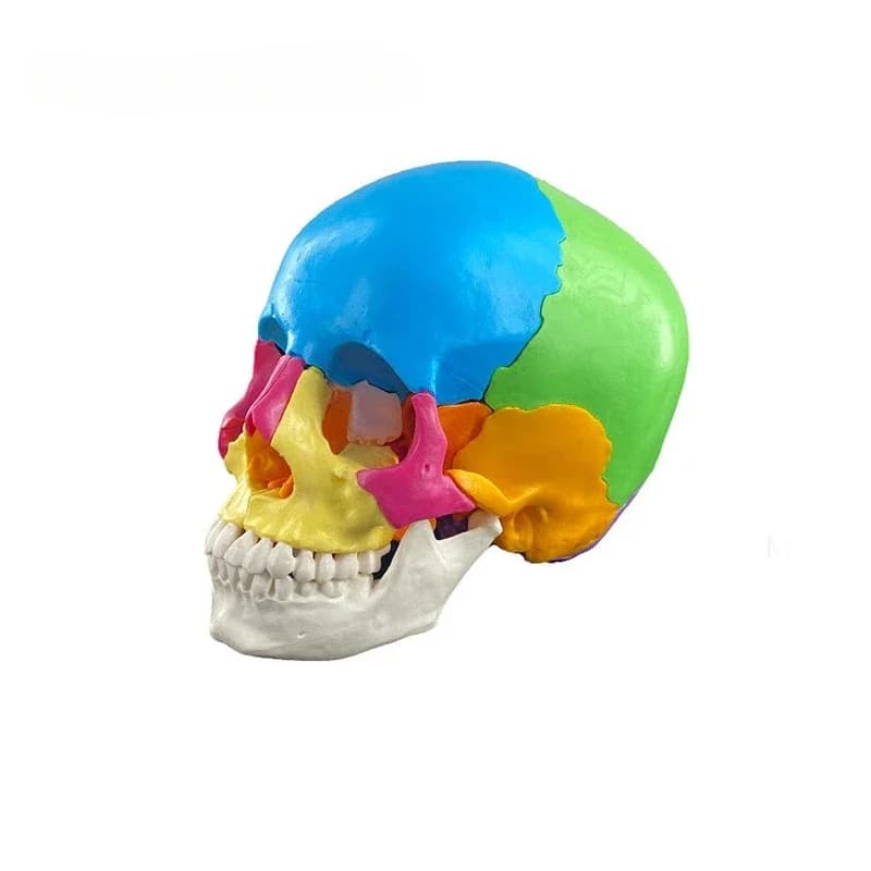 Detachable Skull Colored Skull Bone Separation Anatomical Model with Detachable 22 Part Skull Model