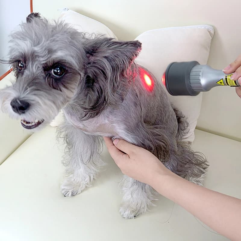 Flash Sale Veterinary Physiotherapy Machine 810nm 980nm Wavelength for Pets Injury Healing