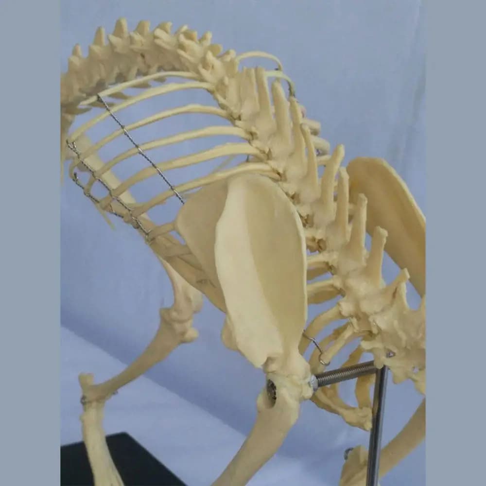 Cat Skeleton Anatomy Model, Teaching Pet Hospital Recommends The Use of Pet Medicine and Veterinary Training Teaching Aids