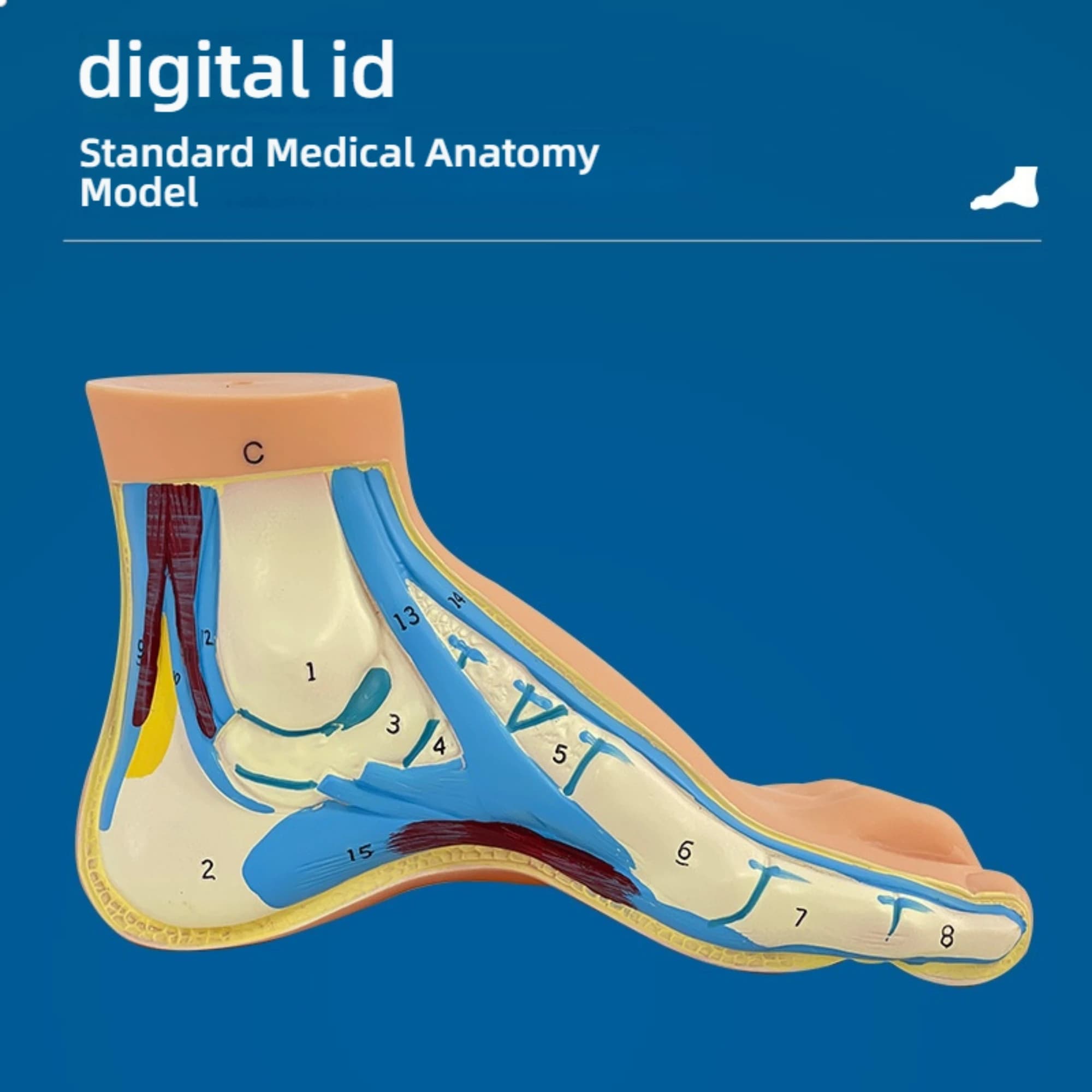 Foot Muscle Joint Bone Anatomy Model PVC Medical Teaching Use