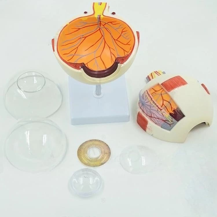 Human Simulation Eye, Pseudoocular Structure, Magnified Anatomical Model, Otolaryngology, Ophthalmology Teaching Specimens