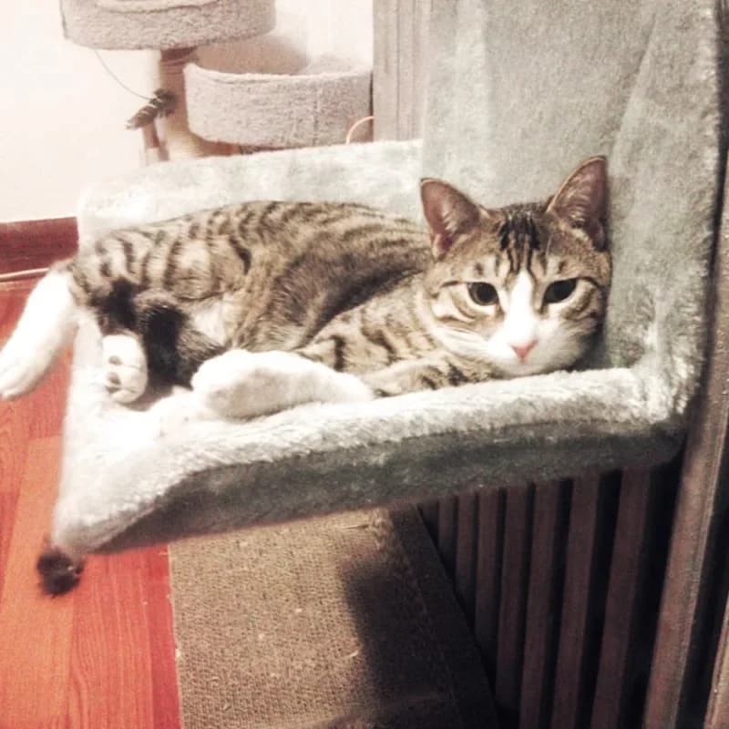 Cat hanging radiator cat nest, pet hanging nest warm nest pad high-end firm hammock