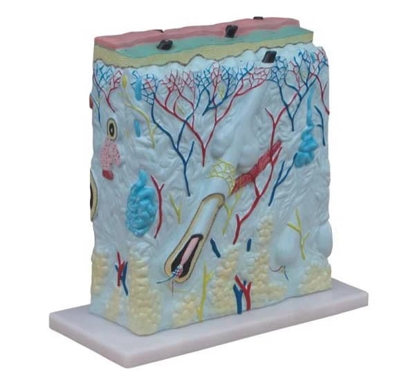 Human 3D Skin Anatomy Model for Medical Science Education in Anatomy Teaching