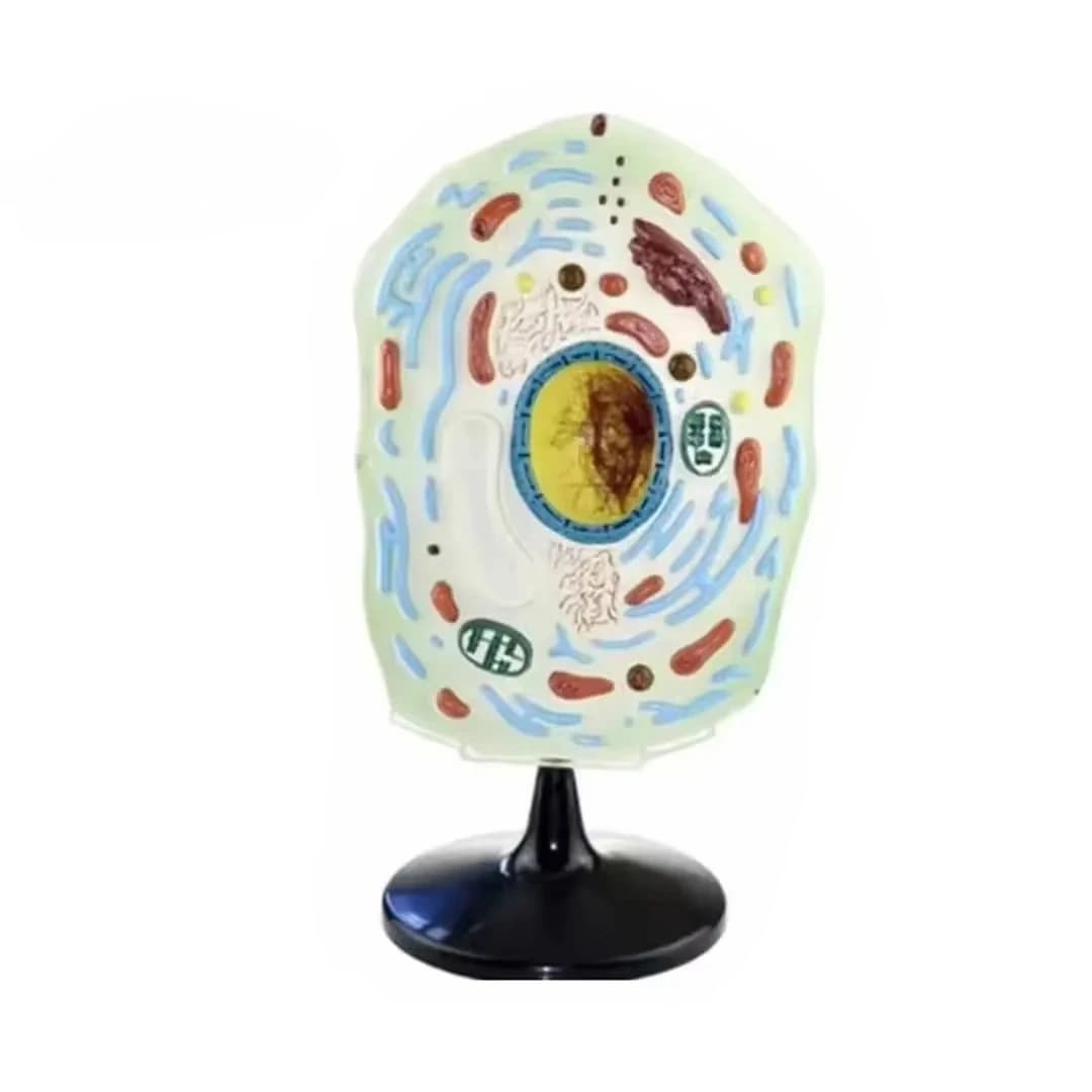 Plant cell structure anatomy human model middle school biology teaching model