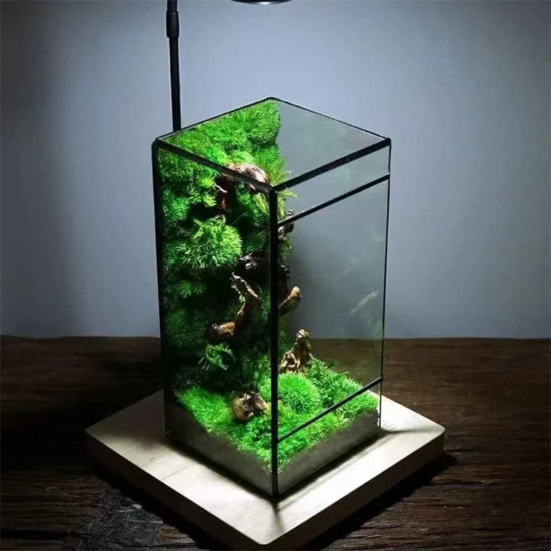 Mini Rainforest Fern Moss Ecological Square Shape Geometric Glass Terrarium Tabletop Plant Glass Vase Container Table Greenhouse