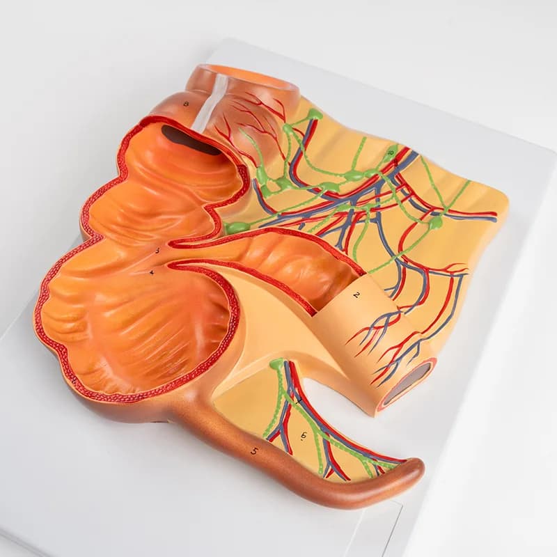 Human digestive system model expands rectal anatomy model