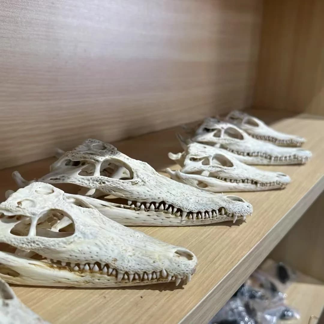 2128 Handmade Resin Crocodile Skull Shape Craft Model Ornament Retro Dark Style Home Desktop Art Decoration Collectible Reptile