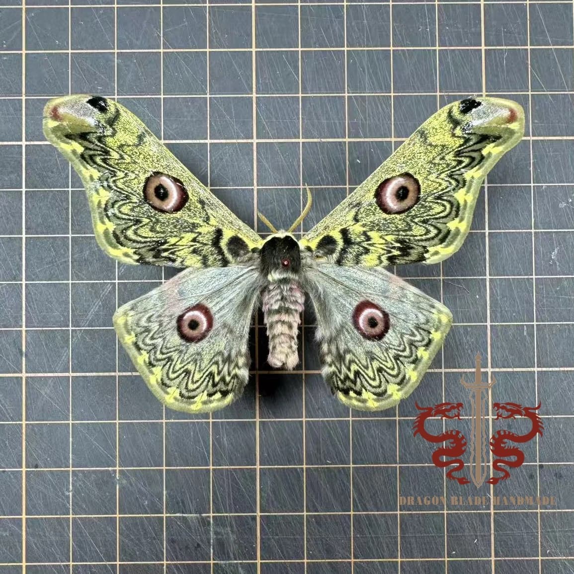 Moth specimen Saturnia sinanna, 1pc wings spread A1/A- high quality, Decorative Display Collection Gifts