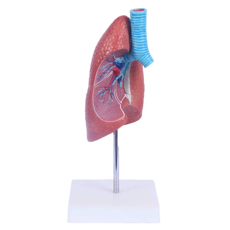 Lung Medical Anatomical Model 1 Part Human Lung Section Model for Medical School