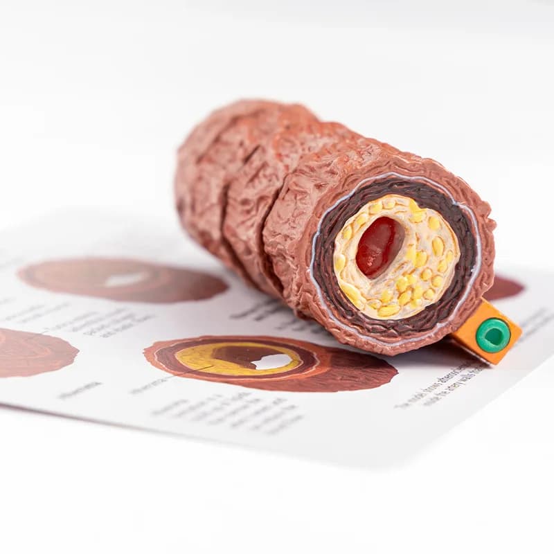 Vascular model: Four-stage vascular model of the human body