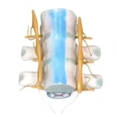 Medical human thoracic spinal cord and spinal nerve amplification model