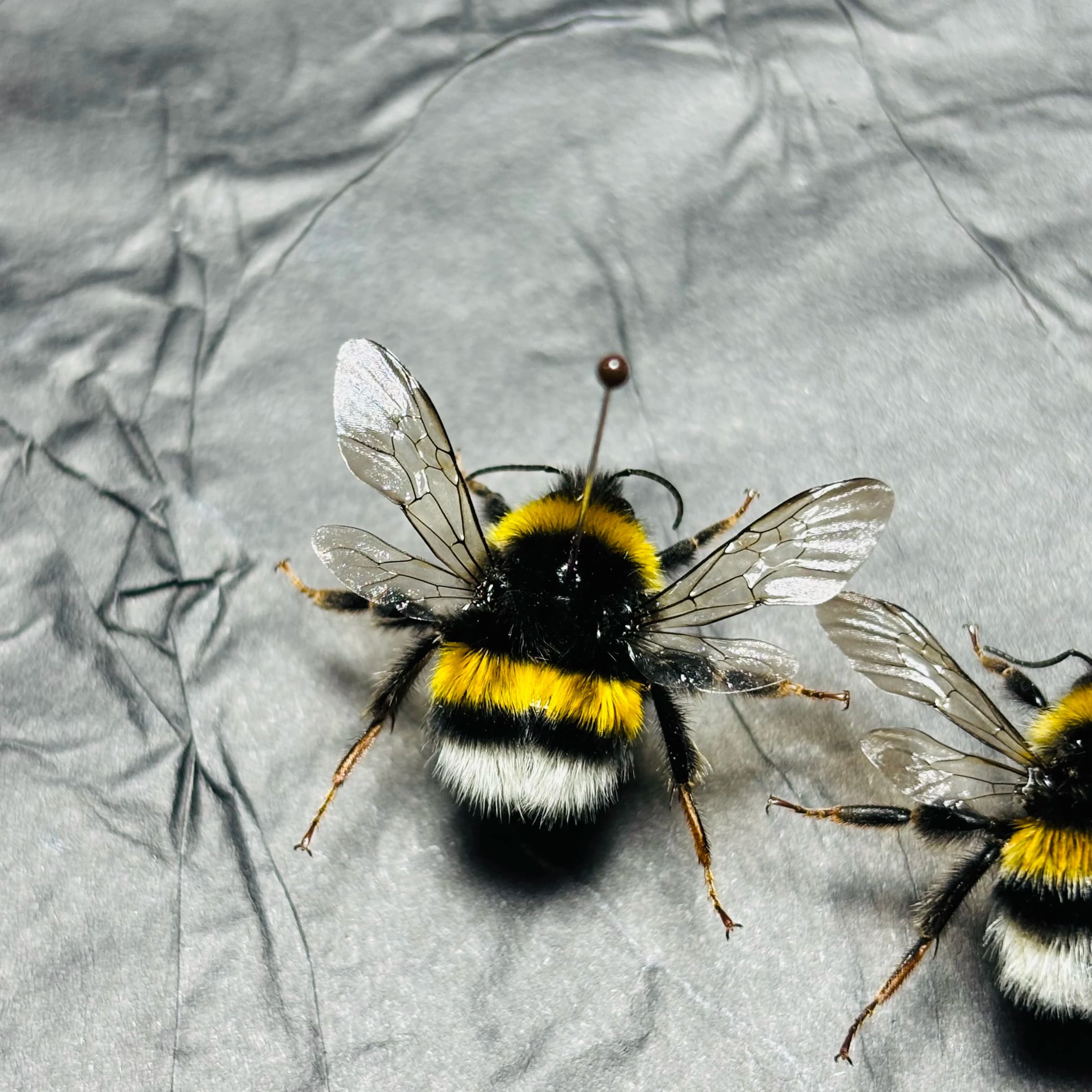 2132 Bumblebee Shape Craft Ornament Collection Bulk Wholesale Lifelike Insect Art Decoration for Display Handmade Project Hobby