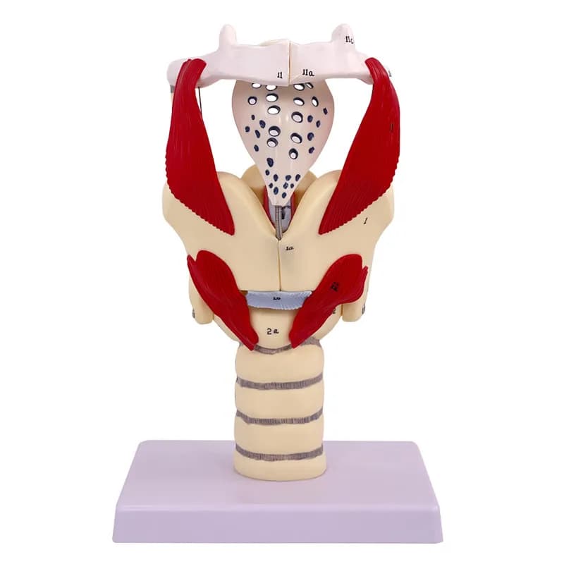 Enlarged model of human structure and function, laryngeal cavity anatomy model