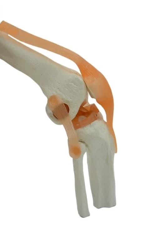 Knee model, functional knee, bone-critical model