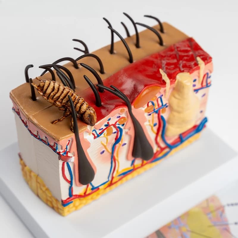 Dog skin hair follicle structure anatomy teaching model