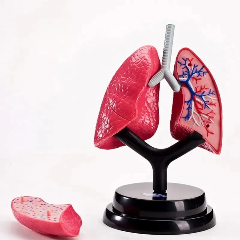 Human Lung Model Respiratory System Structure Display Assembled Model, Medical Teaching Aid, Tabletop Decoration