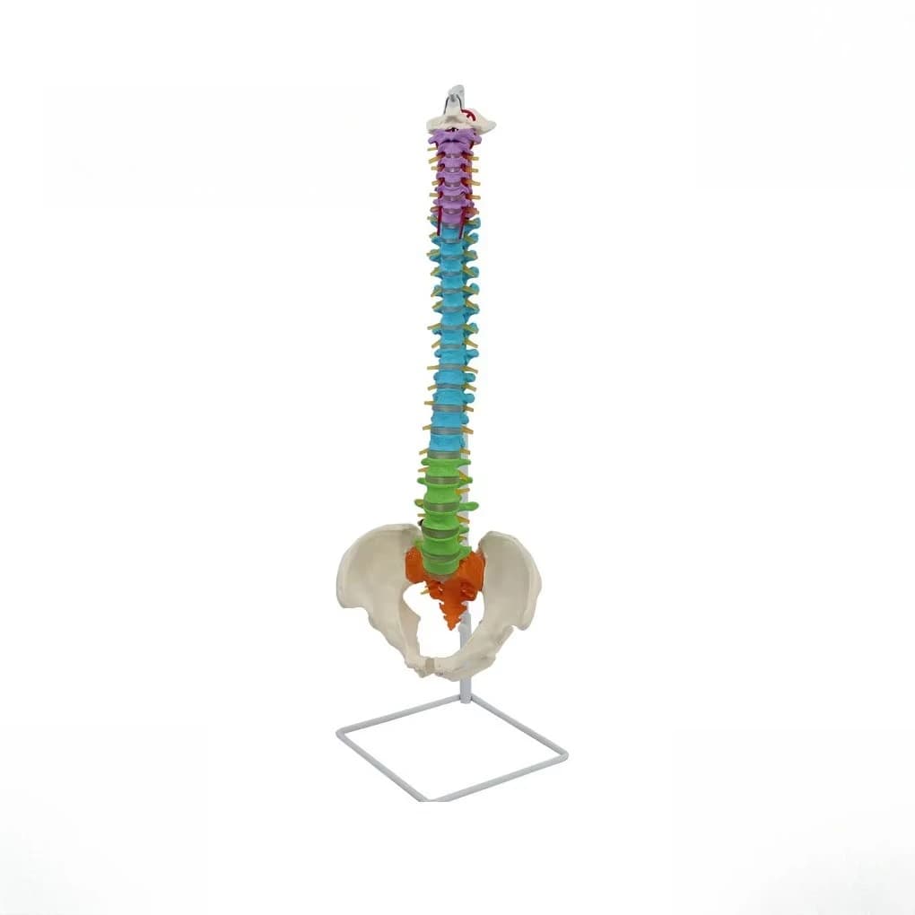 PVC Human Spine Model - Colorable Flexible Skeletal Model, Used in Medical Education and Life-size Anatomy School Teaching