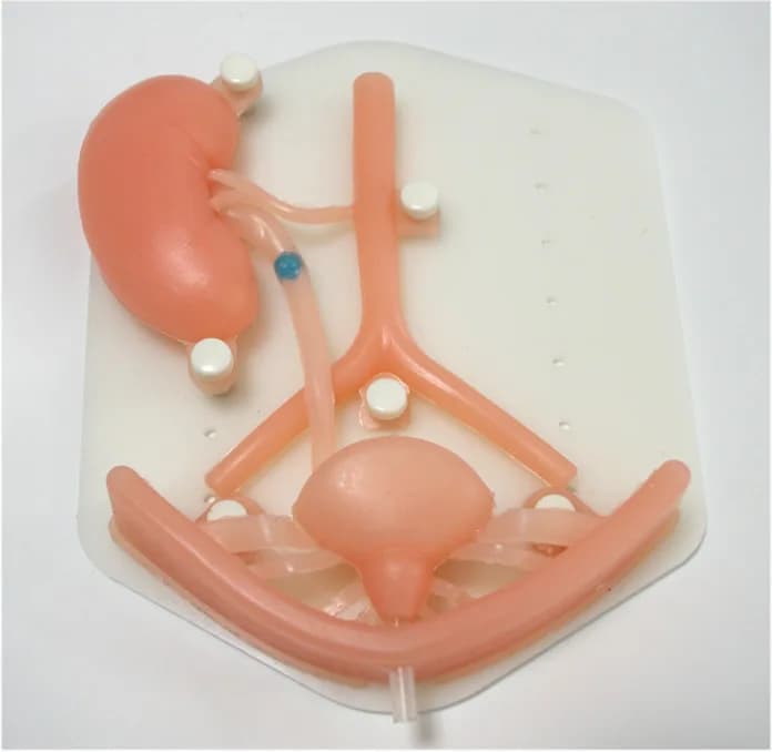 Urology laparoscopy simulation training module, urinary system silicone organ teaching training