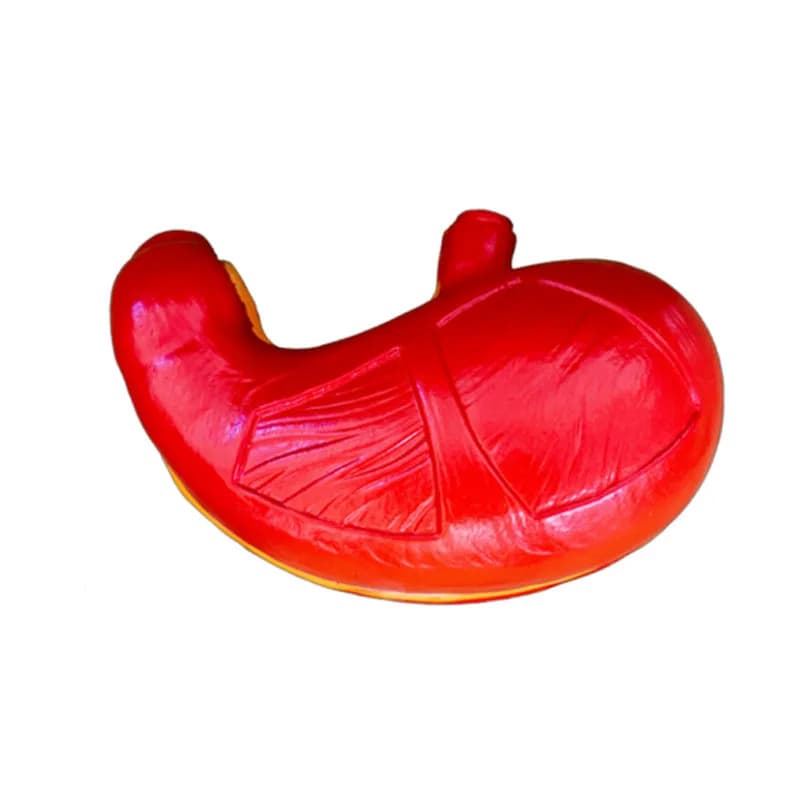 Medical Anatomical Human Digestive System Organs Stomach Anatomical Model