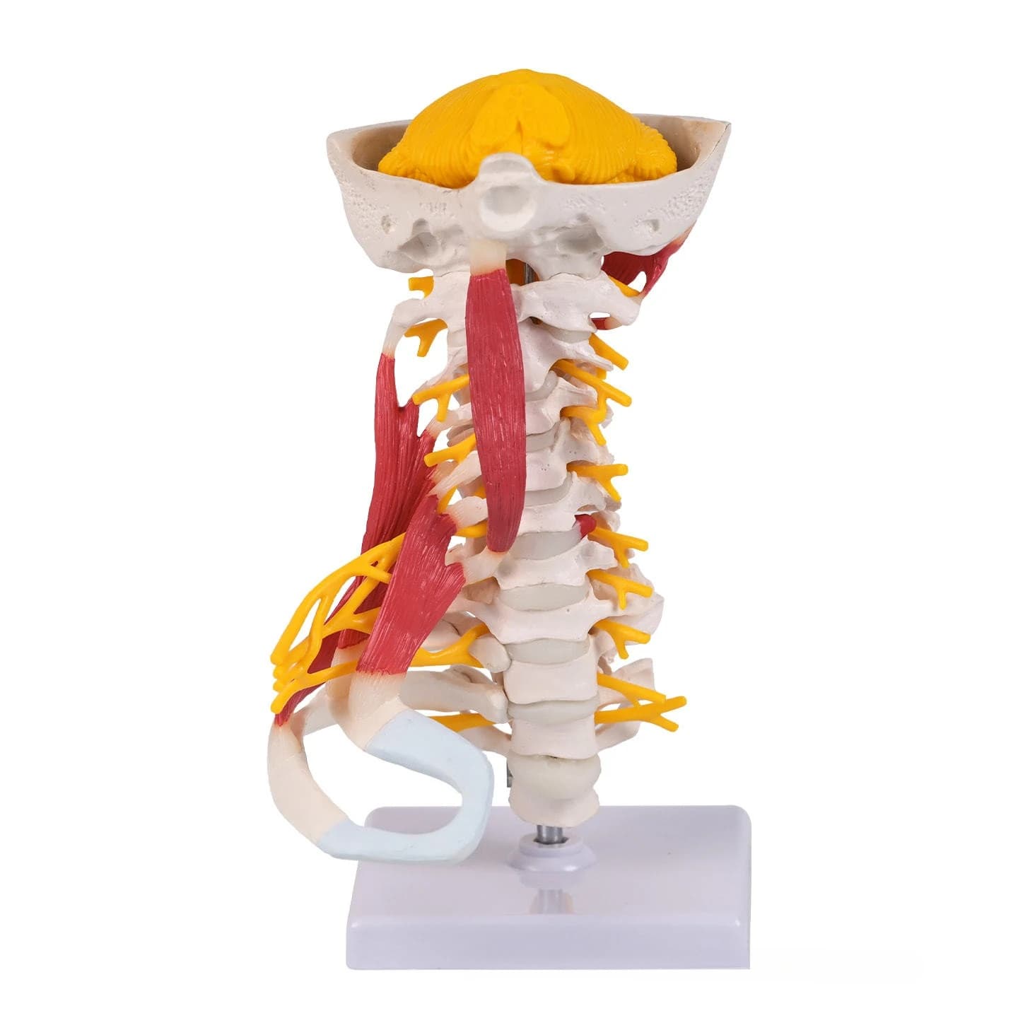 Advanced cervical muscle anatomy model, muscle start and end points, ligaments, nerves, labeling, medical teaching aids