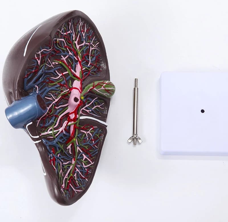 Liver anatomy model, medical teaching model
