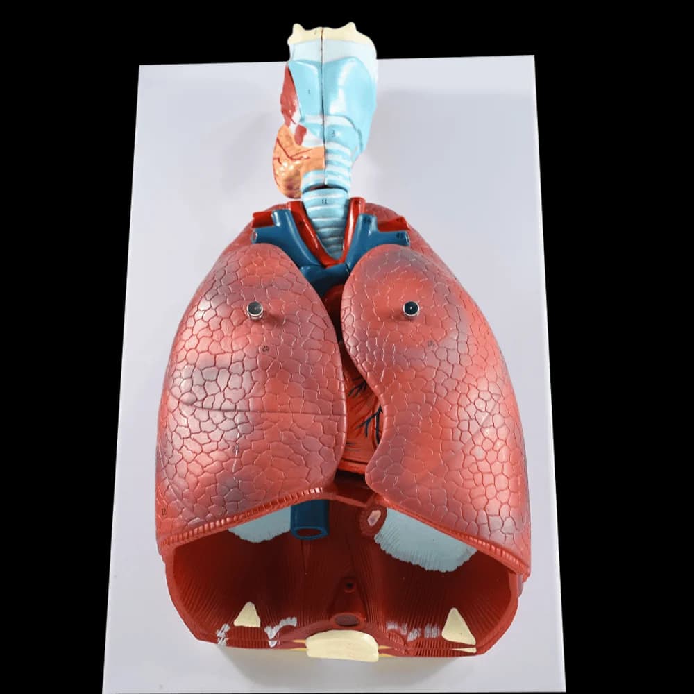 Human Larynx, Heart, Lung, Internal Organs Structural Anatomy Model, Heart, Trachea, Throat
