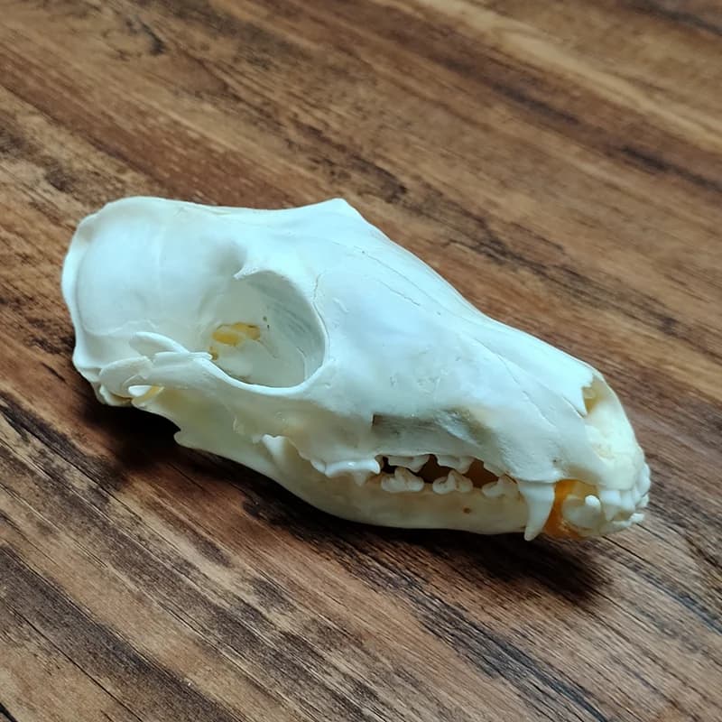 Animal Taxidermy Combination Real Fox Bone Skull, Home Decor, Authentic Sheep Specimen Collectibles Study Supplies Art
