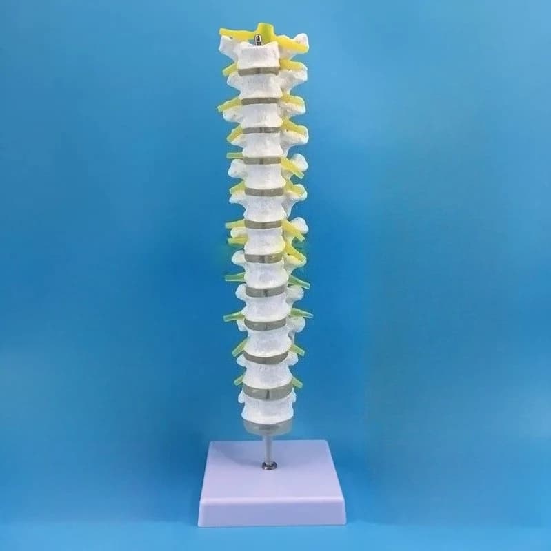 1:1 spine model human skeletal model cervical vertebra blood vessel thoracic nerve lumbar disc