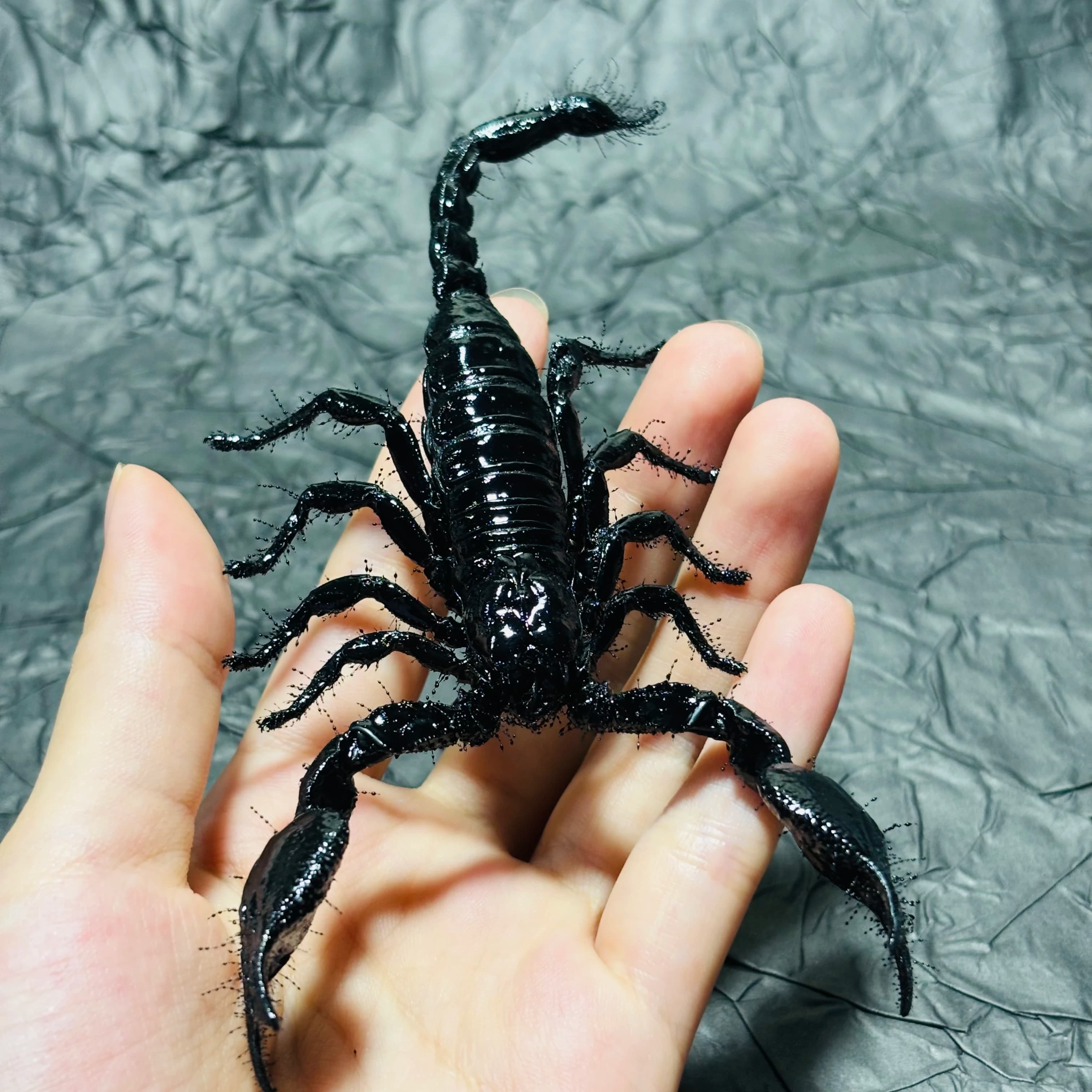 2108 Wholesale Rainforest Scorpion Craft Model Collection Realistic Creature Themed Desktop Ornament Handmade Dark Style Decor