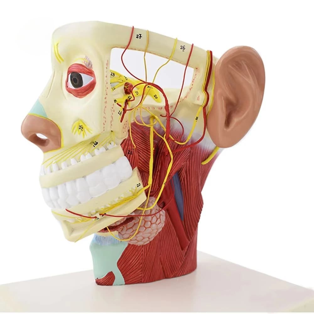 Anatomical model of human head and neck nerves with muscles, arteries, and nerves for medical education and clinical training