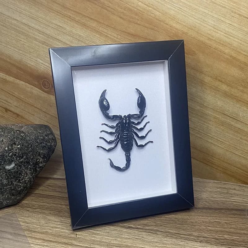 Real Black Scorpion Insect Specimen 7-inch Photo Frame Decoration Gift Personalized Collectibles