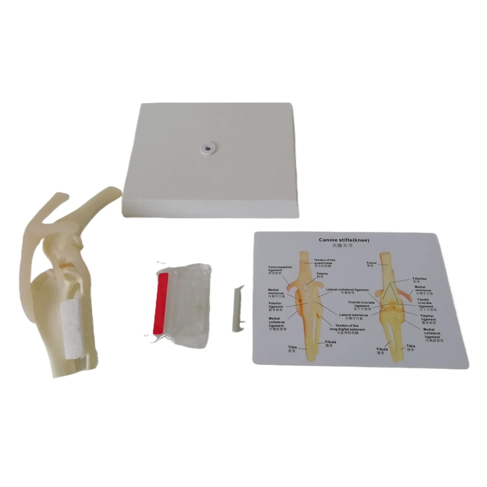 Dog Knee Health Model Orthopedics Teaching Demonstration Veterinary Training Professional