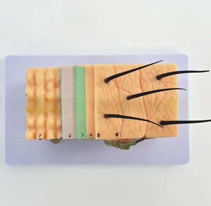 Skin structure anatomical model teaching tissue hierarchy three-dimensional structure medical model