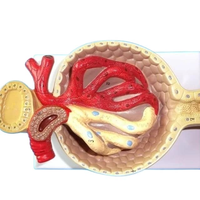 Glomerular kidney model Renal anatomy model Teaching aids Medicine
