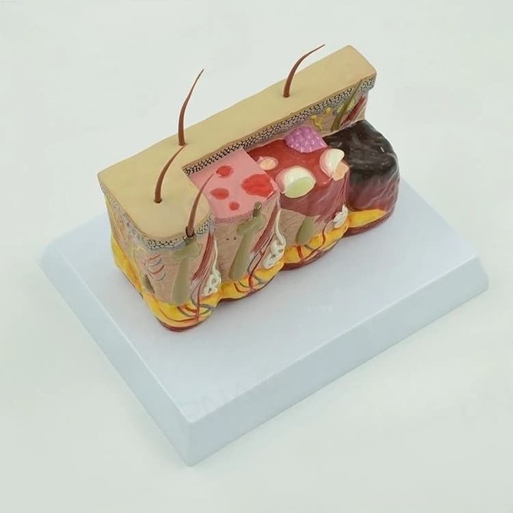 Human skin tissue hierarchy anatomical model teaching