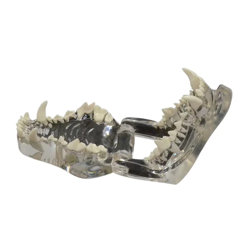 Transparent dog tooth model Canine tooth anatomy model, teaching display supplies