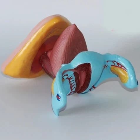 internal and external genitalia Anatomical model Uterine Ovarian vaginal model