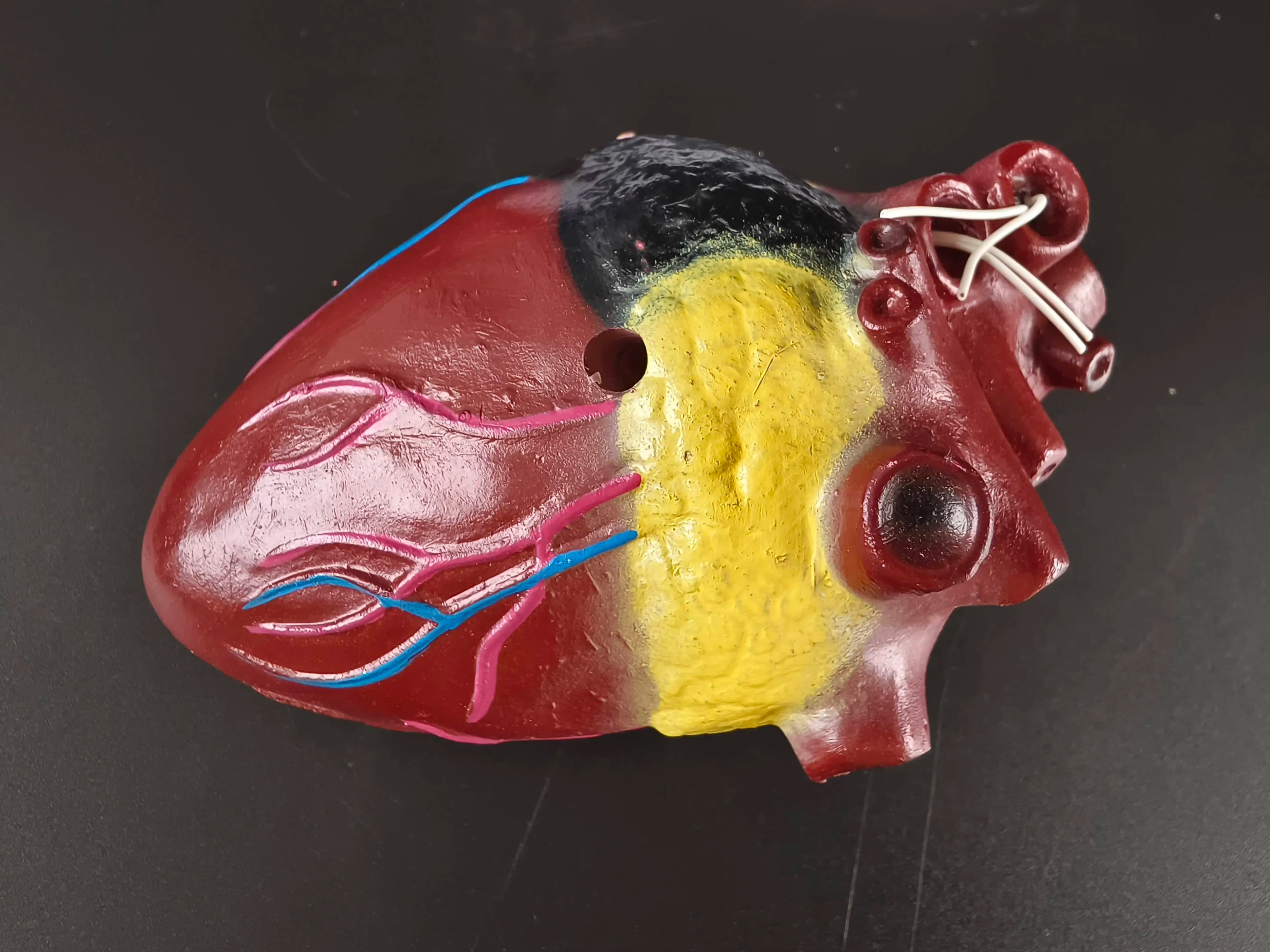 Heart Filament, Dog, Canine Heart, Animal Organs, Veterinary Anatomy, Pet Hospital Ornament, Dog Heart Model Teaching