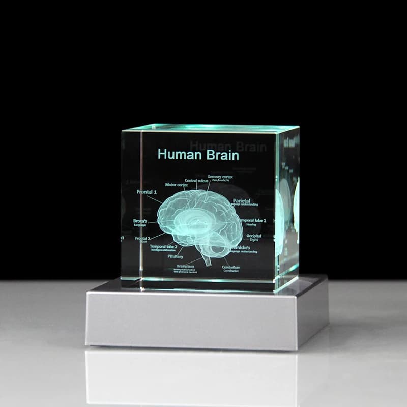 Crystal 3D Brain Crystal Cube Anatomical Human Organ Model Brain Statue  Medical Souvenirs Science Graduation Gift Home Decor