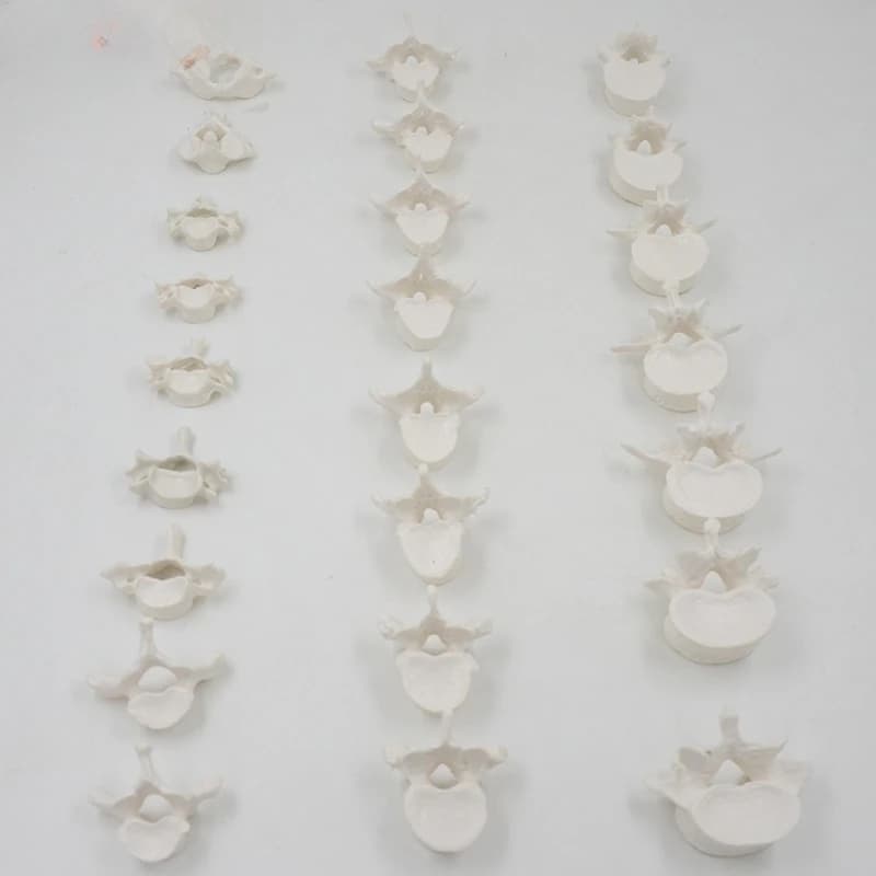 24 parts Human cervical spine skeleton model lumbar spine thoracic spine, atlas and axis spine skeleton model 1:1