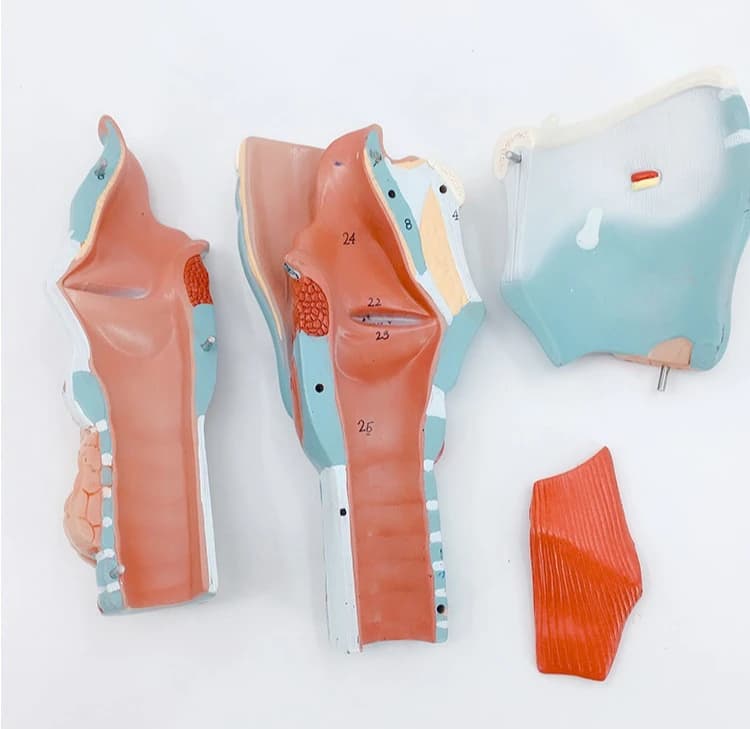Laryngeal anatomy model 2 times enlarged human laryngeal anatomy model