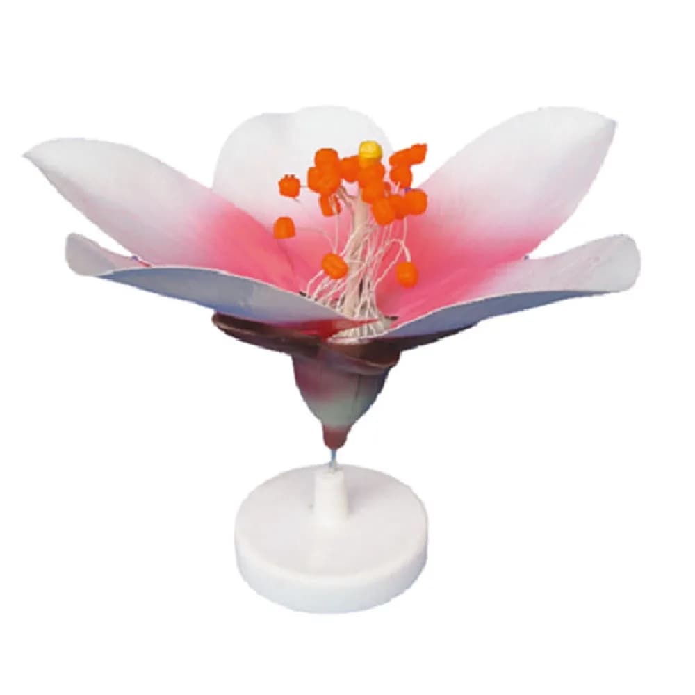 Application of Peach Blossom Plant Flower Model in School Biological Science Education