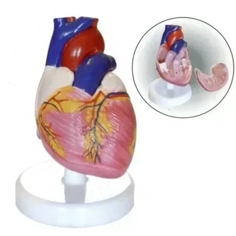 Cardiac anatomy disassembly medical teaching training model