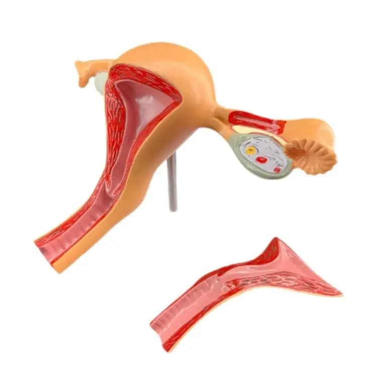 Life Size Female Anatomy Model Normal Uterus Reproductive System Medical Teaching Education Model