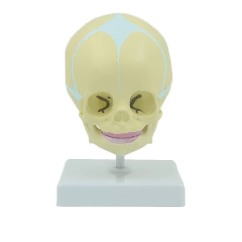30 Weeks' Gestation Fetal Head Model With Base for Medical Science