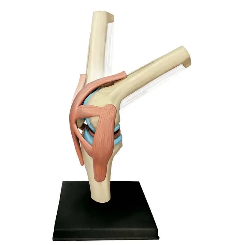 Educational Assembling Toys Human Knee Joint Organ Anatomy Model Medical Teaching DIY Popular Science