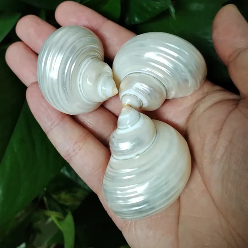 3 PCS Silver Turbo Shells Polished Pearl Hermit Crabs Seashells For Collectors and Crafters Fish Tank Decorations Party Decors